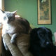 Image for article titled Caturday Night Special: Reader Kitties Are Surly & Sweet